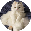 ラッキーよいこ profile picture